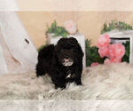 Small Photo #14 Goldendoodle-Poodle (Miniature) Mix Puppy For Sale in WARSAW, IN, USA