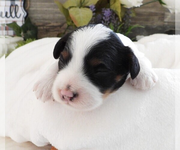 Medium Photo #4 Cavapoo Puppy For Sale in CARLISLE, KY, USA