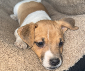 Jack Russell Terrier Puppy for sale in NEW BALTIMORE, MI, USA