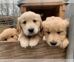 Small Photo #1 Golden Retriever Puppy For Sale in SAUK RAPIDS, MN, USA