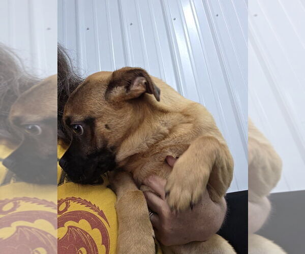 Medium Photo #2 Puggle Puppy For Sale in Osgood, IN, USA