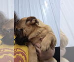 Small #1 Puggle