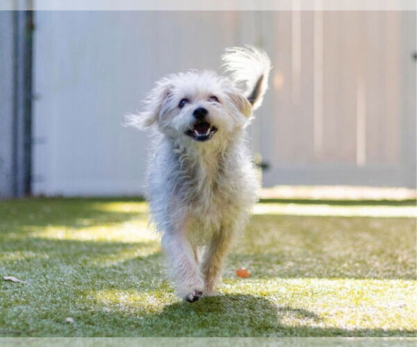 Medium Photo #3 Glen of Imaal Terrier-Unknown Mix Puppy For Sale in Canton, CT, USA