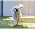 Small #2 Glen of Imaal Terrier Mix