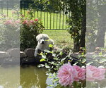 Small #4 Great Pyrenees