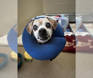 Chihuahua Dogs for adoption in Santa Maria, CA, USA
