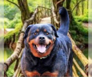 Rottweiler-Unknown Mix Dogs for adoption in Decatur, GA, USA