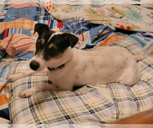 Jack Russell Terrier Puppy for sale in KATHLEEN, GA, USA