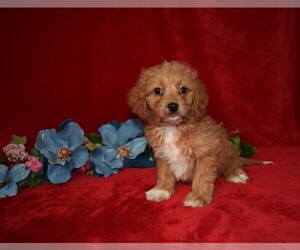 Cavapoo Puppy for sale in BARNESVILLE, KS, USA