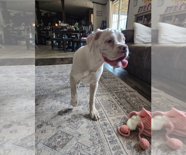 Medium Photo #14 Boxer Puppy For Sale in LAUREL, DE, USA