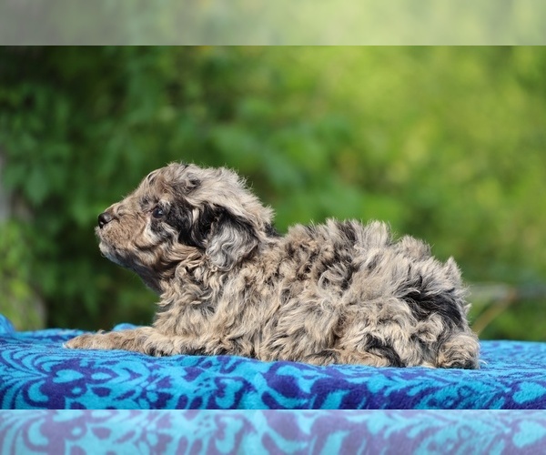 Medium Photo #7 Poodle (Toy) Puppy For Sale in DYERSBURG, TN, USA