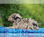Small #6 Poodle (Toy)