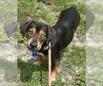 Small Basset Hound-Catahoula Leopard Dog Mix