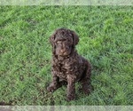Puppy Tank Goldendoodle