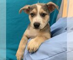 Small Photo #1 Catahoula Leopard Dog-Unknown Mix Puppy For Sale in Kanab, UT, USA