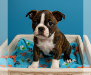Boston Terrier Puppy for sale in SAN ANTONIO, TX, USA