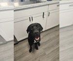 Small Photo #1 German Shorthaired Pointer-Great Pyrenees Mix Puppy For Sale in CHARLOTTE, NC, USA
