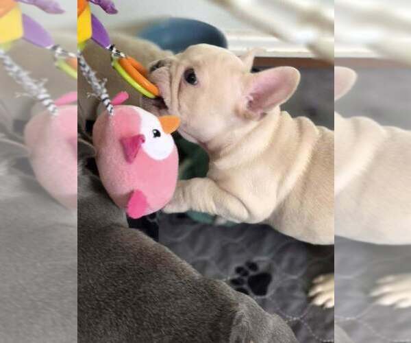 Medium Photo #1 French Bulldog Puppy For Sale in BOSTON, KY, USA