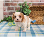 Small Photo #3 Cavalier King Charles Spaniel Puppy For Sale in SYRACUSE, IN, USA