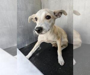 Mutt Dogs for adoption in San Antonio, TX, USA