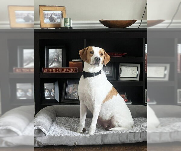 Medium Photo #7 Mutt Puppy For Sale in Evansville, IN, USA