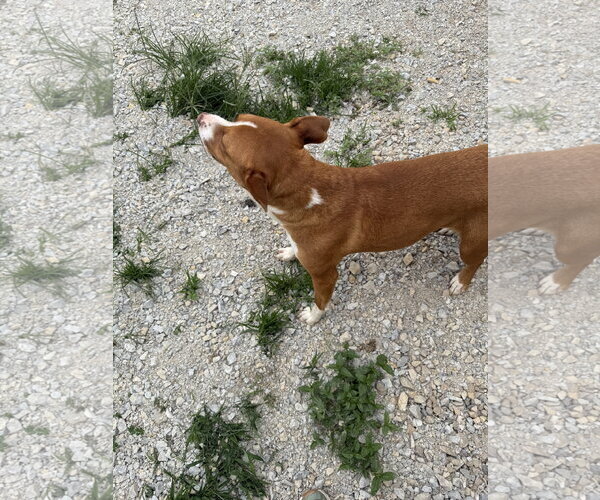 Medium Photo #3 American Pit Bull Terrier-Unknown Mix Puppy For Sale in Corning, AR, USA