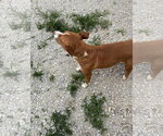 Small #2 American Pit Bull Terrier Mix