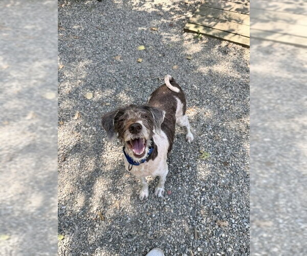Medium Photo #9 Labrador Retriever-Unknown Mix Puppy For Sale in Elmsford, NY, USA