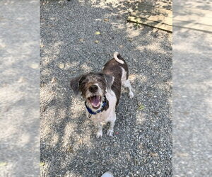 Cleo - Female Labrador Retriever-Unknown Mix Dog for Adoption - Photo #9