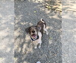 Small #8 Labrador Retriever Mix