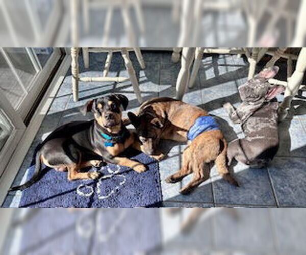 Medium Photo #4 Mutt Puppy For Sale in Plainfield, IL, USA