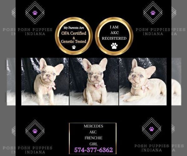 Medium Photo #72 French Bulldog Puppy For Sale in WARSAW, IN, USA