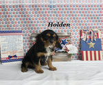 Small #20 Cavalier King Charles Spaniel