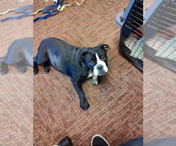 Medium Photo #9 English Bulldog Puppy For Sale in LA PINE, OR, USA