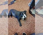 Small Photo #9 English Bulldog Puppy For Sale in LA PINE, OR, USA