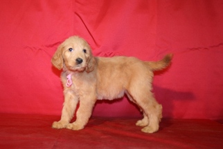 Labradoodle Puppy for sale in ELLIJAY, GA, USA