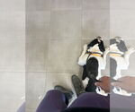 Small #5 American Pit Bull Terrier-Bulldog Mix