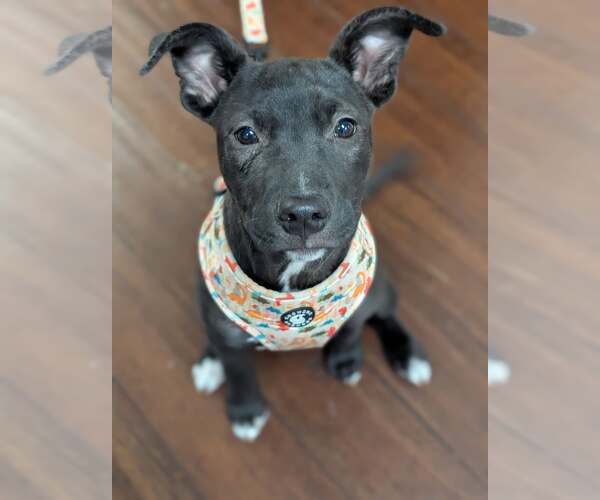 Medium Photo #2 Mutt Puppy For Sale in Holly Springs, NC, USA