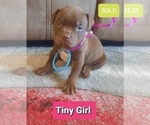Small Photo #2 American Pit Bull Terrier Puppy For Sale in CARROLLTON, GA, USA