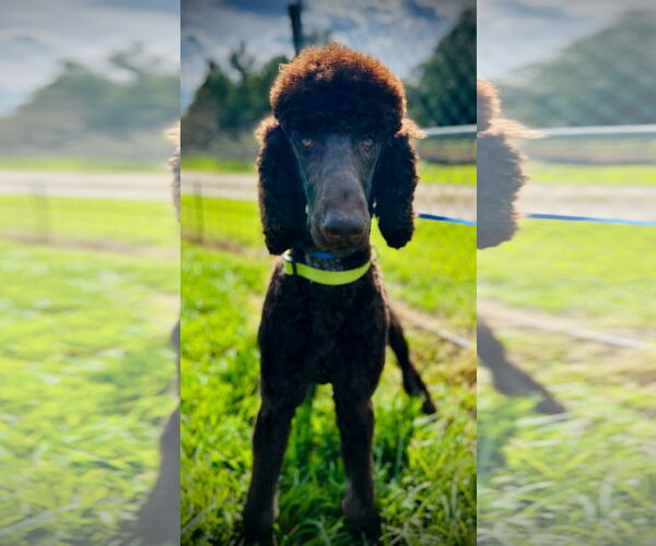 Medium Photo #3 Poodle (Standard) Puppy For Sale in Pacolet, SC, USA