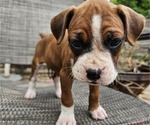 Puppy 7 Boxer