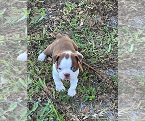 Medium Boston Terrier