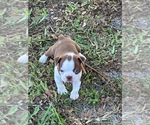 Puppy Boots Boston Terrier
