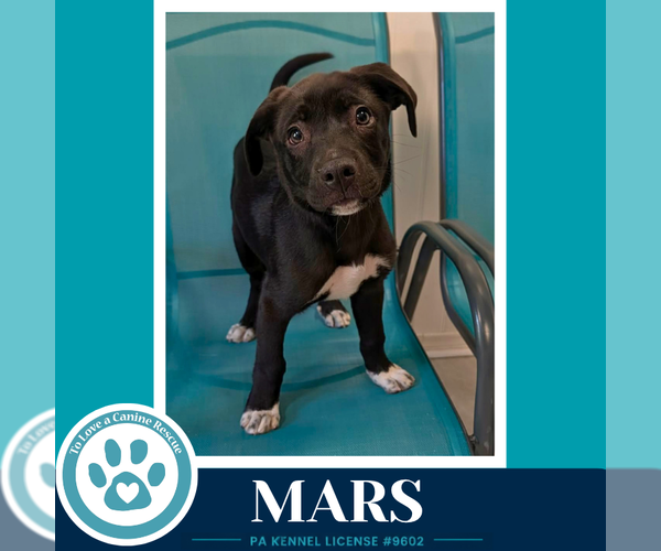 Medium Photo #3 Labrador Retriever-Unknown Mix Puppy For Sale in Kimberton, PA, USA