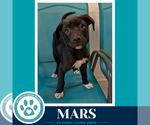 Small #2 Labrador Retriever Mix