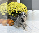 Bruno - Male Bordoodle Puppy for Sale - Photo #2