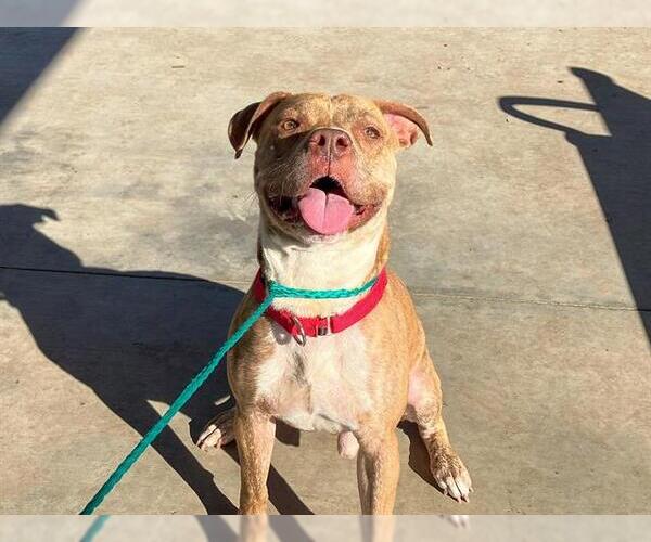 Medium Photo #2 Mutt Puppy For Sale in Orange, CA, USA