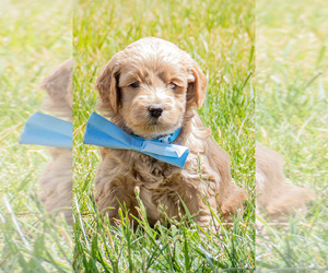 Goldendoodle (Miniature) Puppy for sale in ROY, UT, USA