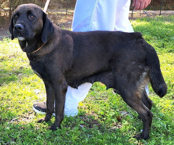 Medium Photo #1 Labrador Retriever-Unknown Mix Puppy For Sale in Wetumpka, AL, USA