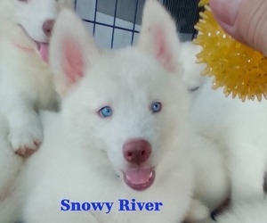 Medium Siberian Husky